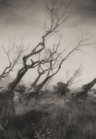 Oriol Jolonch. Fotografía contemporanea