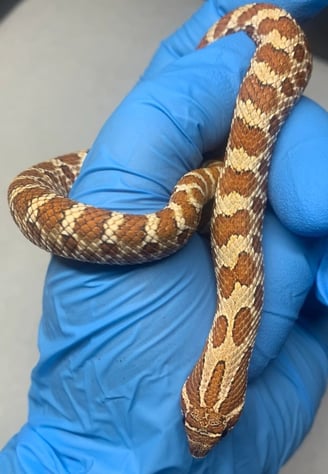 Red line influence western hognose