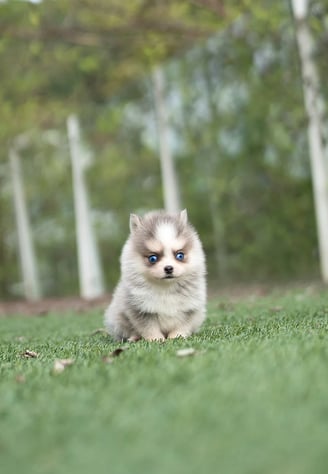 Dogs & Puppies for sale SA - South Africa