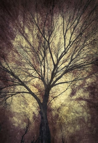 Eminence No.2 – atmospheric tree artwork from Martin Osner’s fine art tree photography series with layered textures.
