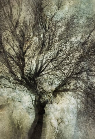 Fine art tree photography print titled Eminence No.1 by Martin Osner, captured using in-camera multiple exposures and texture