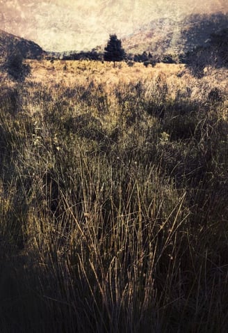 Atmospheric art tree photography print by Martin Osner from the Quintessence collection, featuring layered golden grasses.