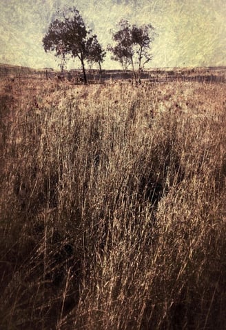 Textured fine art photograph of windswept golden grass with distant trees by Martin Osner from the Master Tree Series.