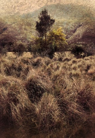 Quintessence No.6 – a tranquil art tree photography print by Martin Osner featuring layered grasses, textured trees