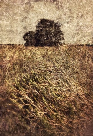 Quintessence No.3 by Martin Osner — atmospheric art tree photography print featuring layered textures and windswept grasses