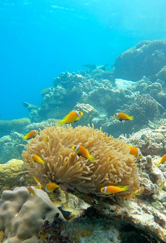 park-hyatt-maldives-underwater-fish