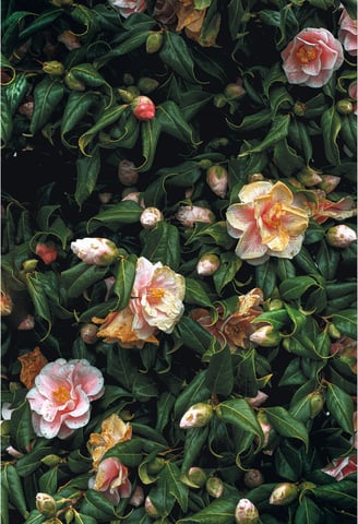 Pink and white flowers and rich green leaves