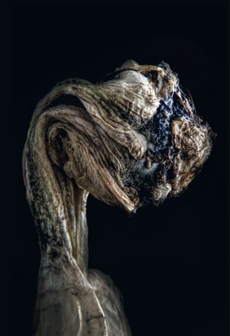 a photo of a dying iris flower. Abstract and expressionist