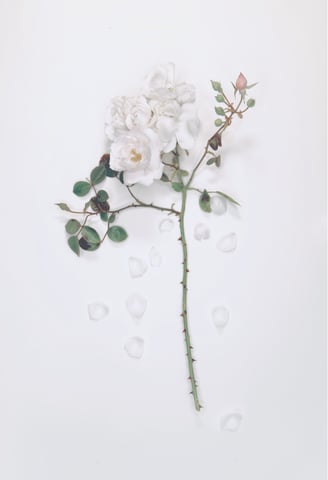 a photo of a wild rose
