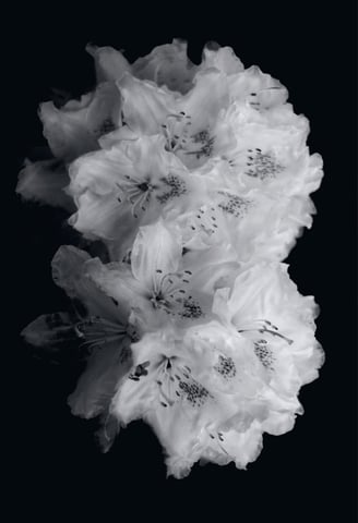 a black and white photo of rhododendron flowers
