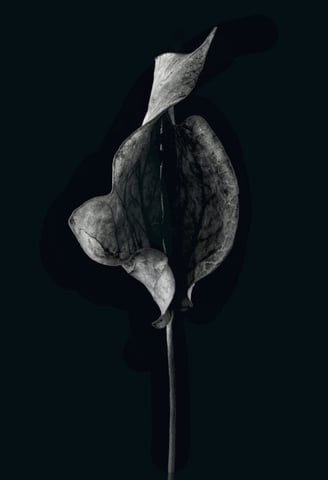 A still life image of an autumn leaf. Black and white
