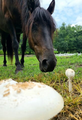 Health Vibes - A therapy horse is learning about mushrooms