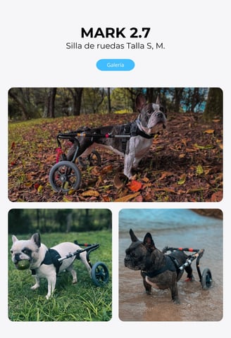 Perro con silla de ruedas ortopédica para perros, NUCLEUMPET Orthopedics en Bogotá Colombia.