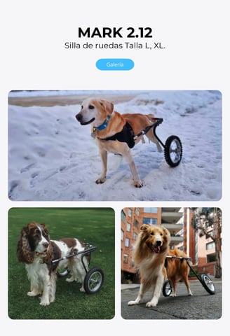 Perro con silla de ruedas ortopédica para perros, NUCLEUMPET Orthopedics en Bogotá Colombia.