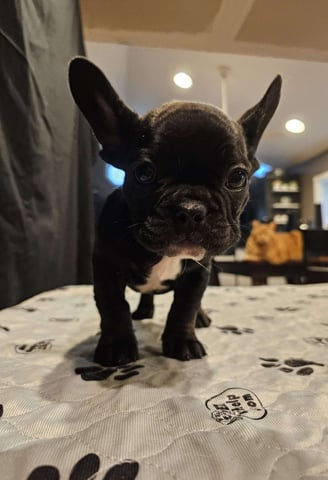 Dogs & Puppies for sale SA - South Africa