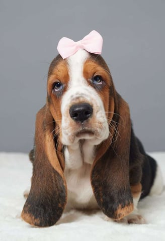Dogs & Puppies for sale SA - South Africa