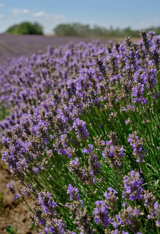 Lavandula Angustifolia grown in Bulgaria, source of Hyra's lavender essential oil and water products