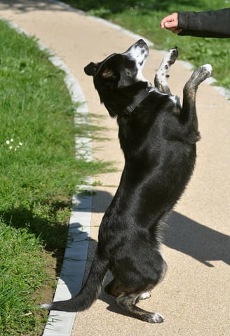 Thor fait le beau !