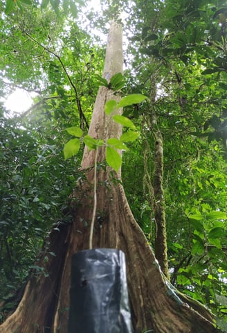 Het begin van ieder klimaatbos is het zoeken van de juiste soorten met een goede genetische mix