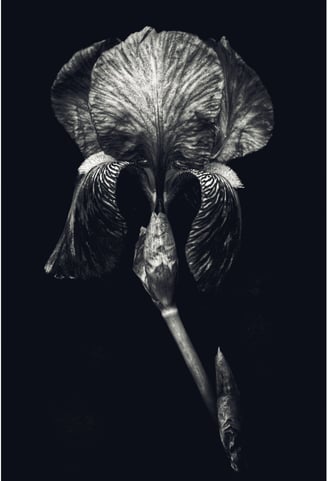 A black and white still life photo of an iris flower