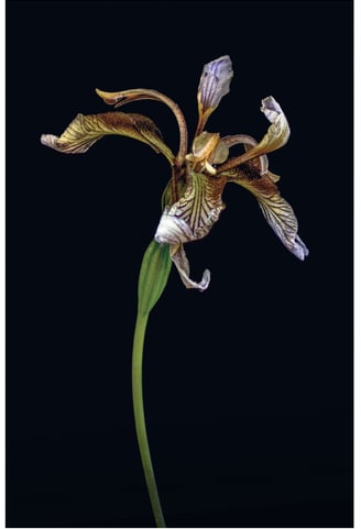 a photograph of a iris flower