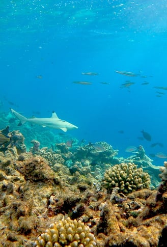 park-hyatt-maldives-underwater-1