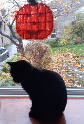 Black cat