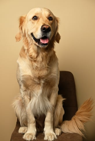 a golden retriever sitting on a chair with the tongue out