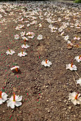 flowers