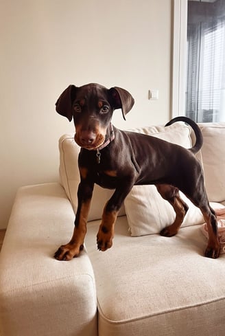 Dogs & Puppies for sale SA - South Africa