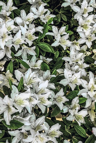 Flowers photographed to look like a painting. Green and white
