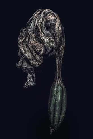 a photo of a dying iris flower. Abstract and expressionist