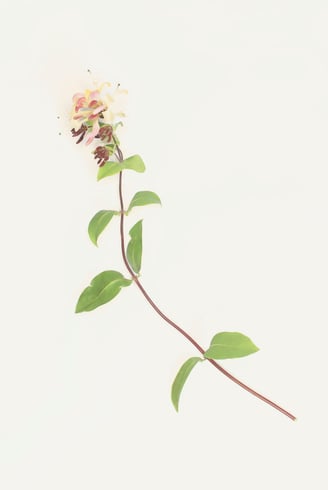a honeysuckle bloom on a yellow background