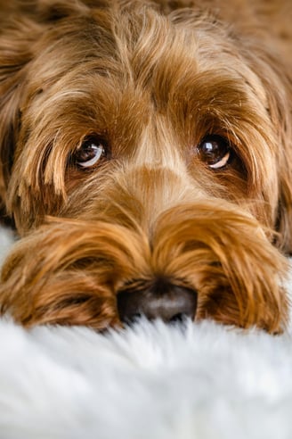 ojitos de perrito