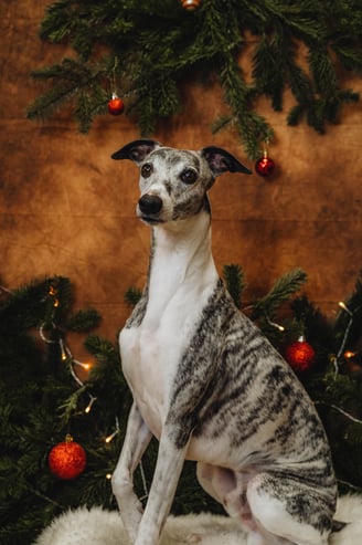 Lévrier whippet shooting photo de Noël