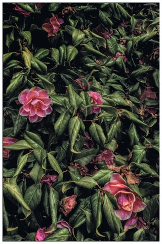 Pink and white flowers and rich green leaves