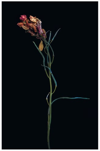 a photograph of a dying iris flowert