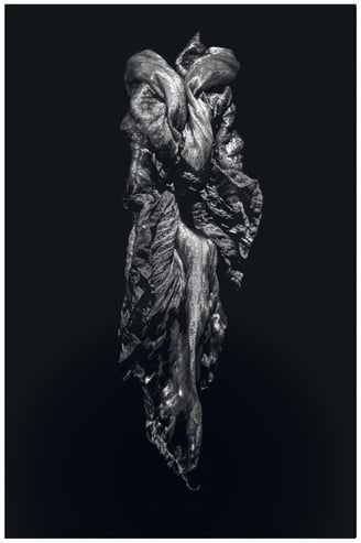 a photo of a dying iris flower. Abstract and expressionist