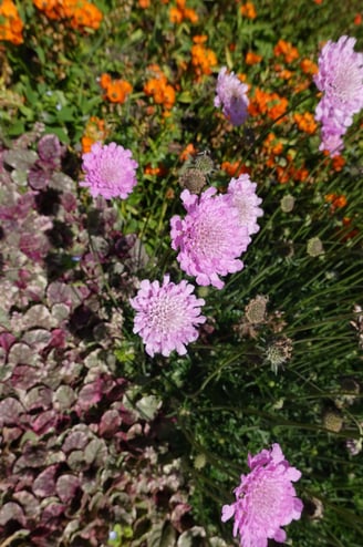 Blumenwiese