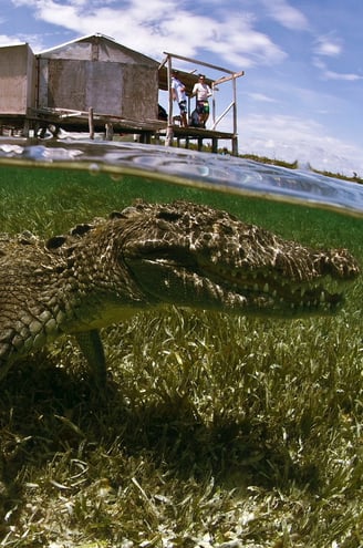 American Crocodile in the shallow water of Banco Chincurro