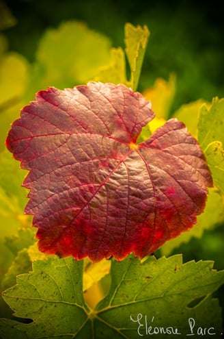 Feuille de vigne - Série Feuilles de vie ref FV-03 ©Eléonore Parc