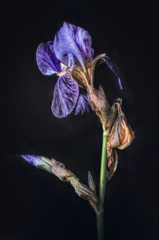a photograph of a dying iris flower