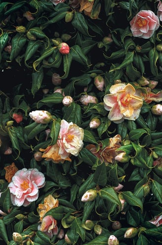 Pink and white flowers and rich green leaves
