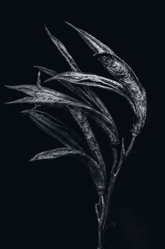 a black and white photo of seedpods