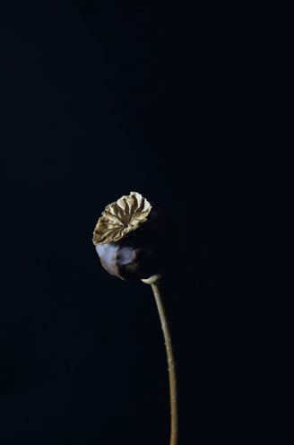 A minimalist photograph of a poppy seed head in the style of Vermeer