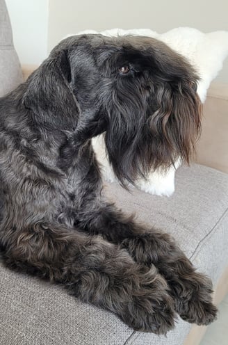 Tessie , adorable Schnauzer