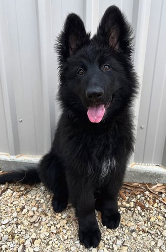 German Shepherd puppies for sale