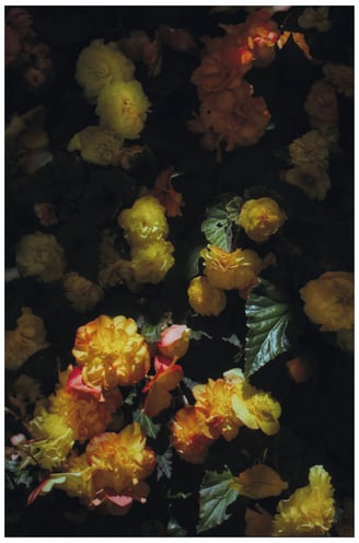 A dark and moody photograph of begonias