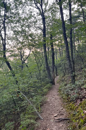 a trail leading up a steep hill in the woods