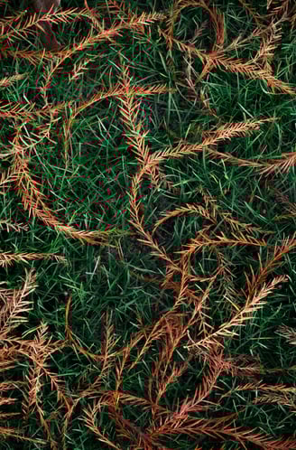 aiguilles de pin roussies tombées dans l'herbe